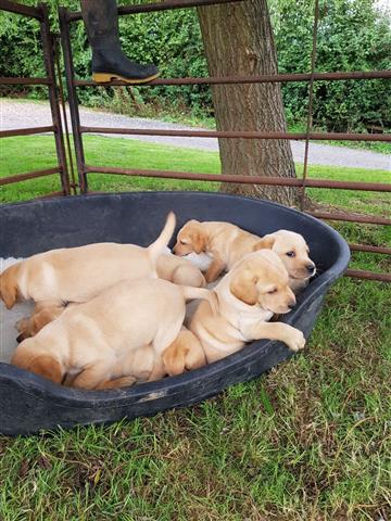 $500 : pure top quality Lab pups image 1