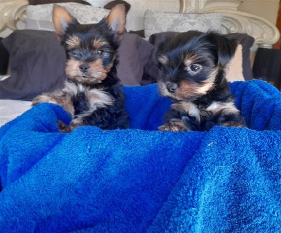 $600 : Stunning Boys & Girls Yorkies image 1