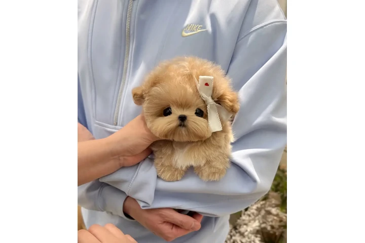 $350 : MALTIPOO EN VENTA image 2