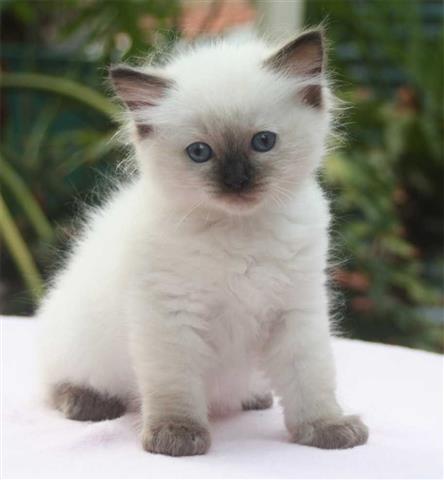 $500 : Ragdoll ready for new home image 1