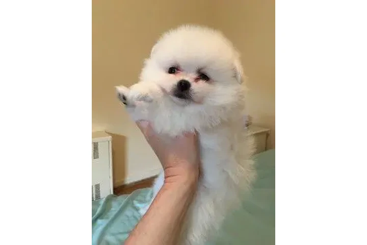 $800 : Un pequeño bebe 💕 para ti image 2