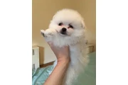 $800 : Un pequeño bebe 💕 para ti thumbnail