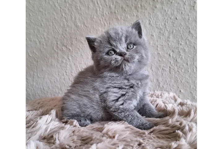 $210 : British shorthaired For sale image 1