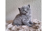 British shorthaired For sale en Tampa
