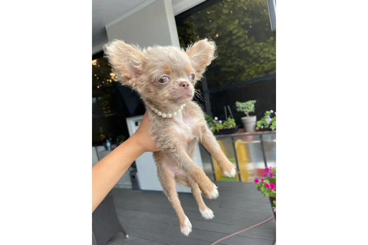 $250 : Teacup Chihuahua puppies image 9