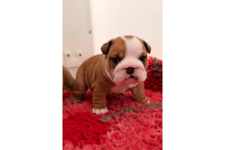 $650 : Cachorros bulldogs ingles image 4