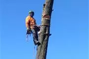 TREE SERVICE BERKE san ramon en San Francisco Bay Area