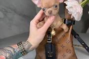 $250 : Chihuahua teacup puppies thumbnail