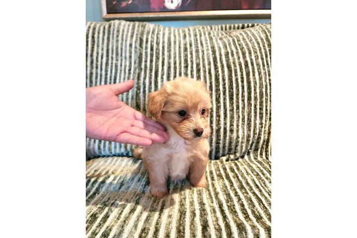 $480 : Perritos Adorables image 10