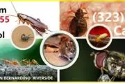 PEST CONTROL SERVICES NEAR ME. en Los Angeles