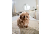 Maltipoo taza de té en Columbia