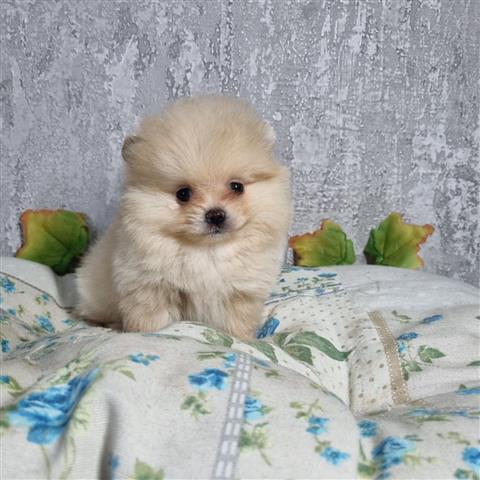 $370 : Rosita Pomeranian puppies image 1