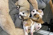 $700 : cachorros de bulldog inglés thumbnail