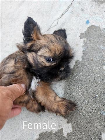 $350 : Perritos shihtzu mix Yorkie image 2