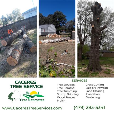 Caceres Tree Service image 3