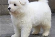 Samoyed puppies ready for sale en New York