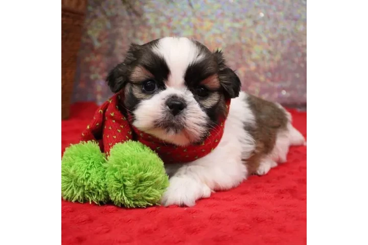 $350 : cachorros shih tzu image 1