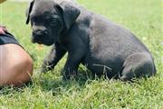 Cane Corso puppies for sale en Chicago