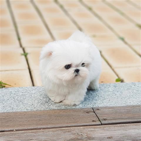 $250 : pomeranian puppies adoption image 2