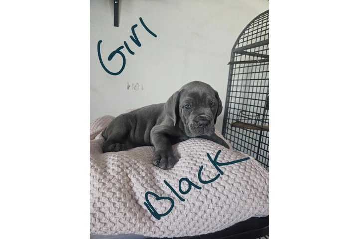 $600 : Cane corso image 6