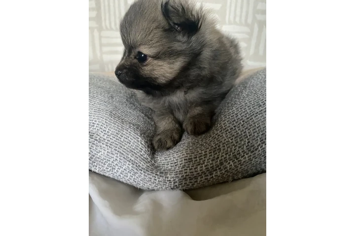 $240 : Teacup Pomeranians available image 2
