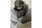 $240 : Teacup Pomeranians available thumbnail