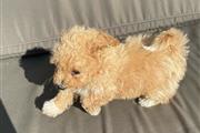 $490 : miniature cockapoo puppies thumbnail