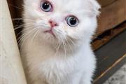 gatitos persas