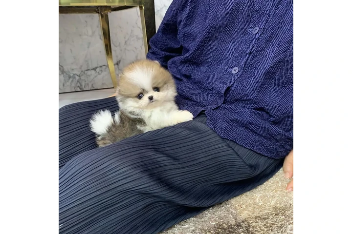 $350 : Pomerania en venta image 2