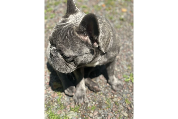 $1500 : French bulldog image 2