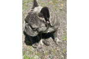 $1500 : French bulldog thumbnail