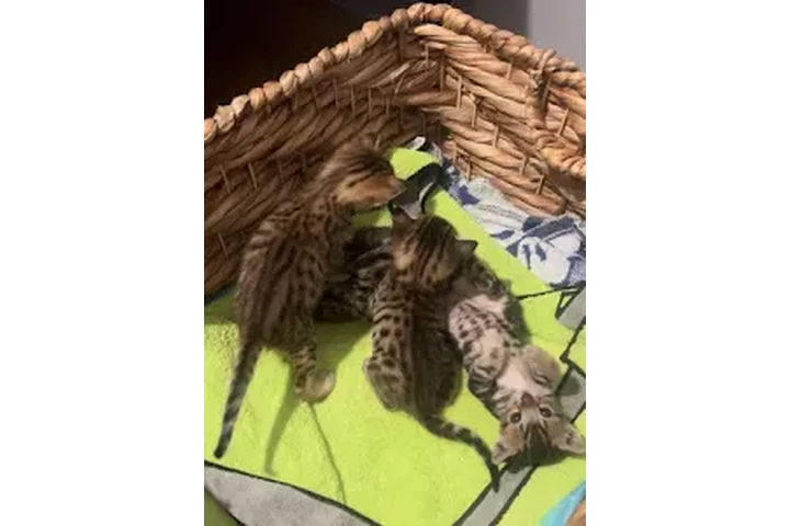 $10 : Gatitos raza savanna 🐱 image 6