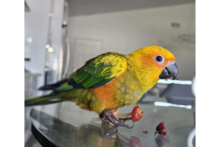 $600 : VENTA DE  SUN CONURE Y JAULA image 8