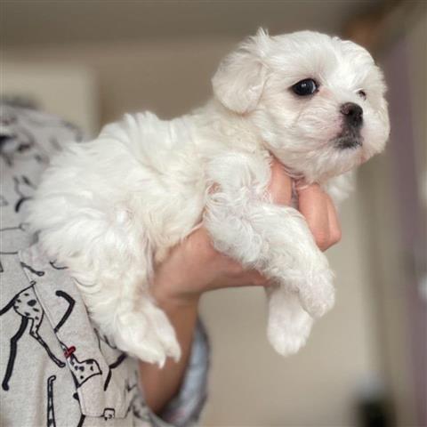 $400 : Maltese Puppies For Sale image 1