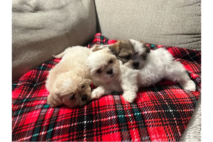 $800 : Shih tzu image 6