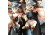Cachorros yorkie taza de té en New York