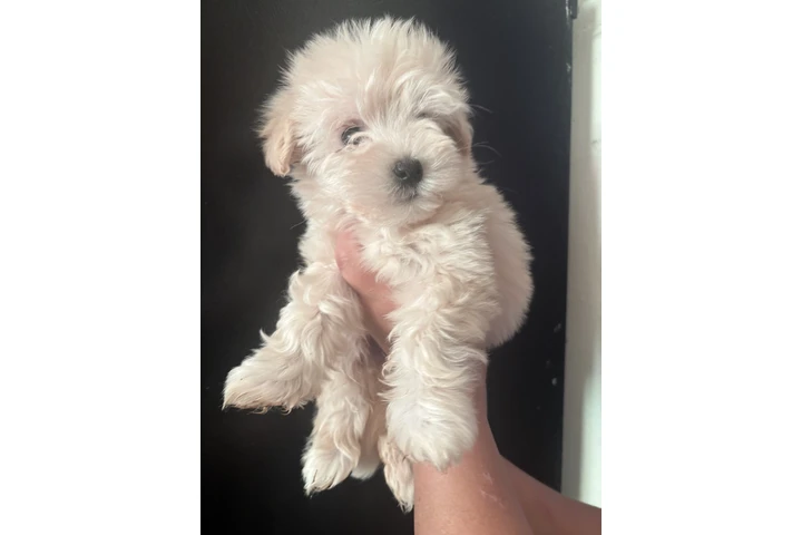 $375 : Maltipoo (lea todo ) image 4