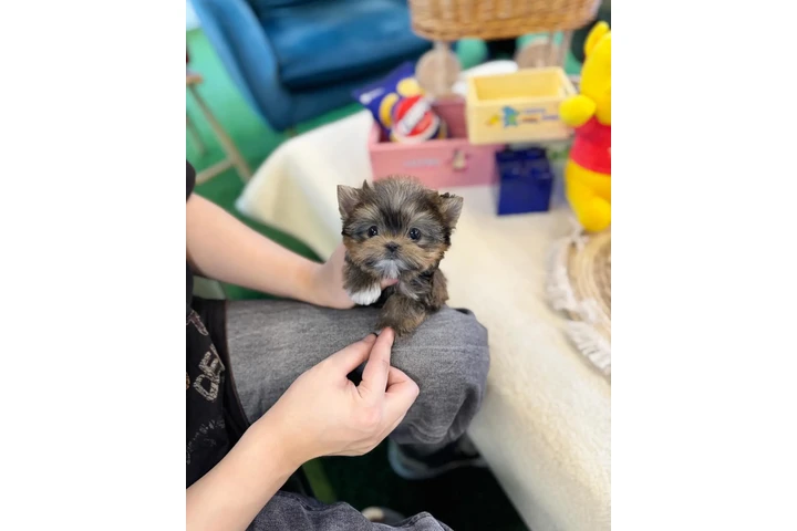 $300 : Pomeranian, maltes, Yorkie image 6