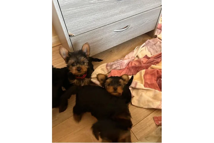 $350 : Cachorros de Yorkie image 3