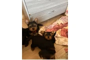 $350 : Cachorros de Yorkie thumbnail