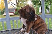 Boxer puppies available en Orlando
