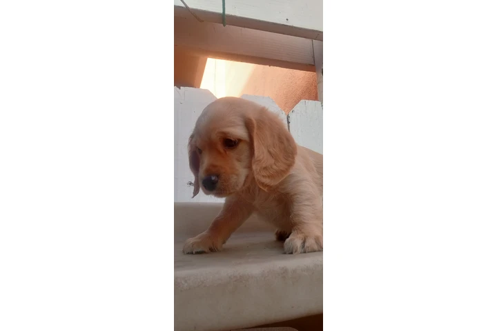$250 : Cocker Spaniel Yorkie image 3