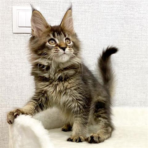 $600 : Gatitos Maine Coon %Hermosos image 1