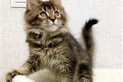 Gatitos Maine Coon %Hermosos en Kansas City