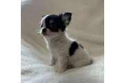 $250 : chihuahuas and Maltese puppy thumbnail