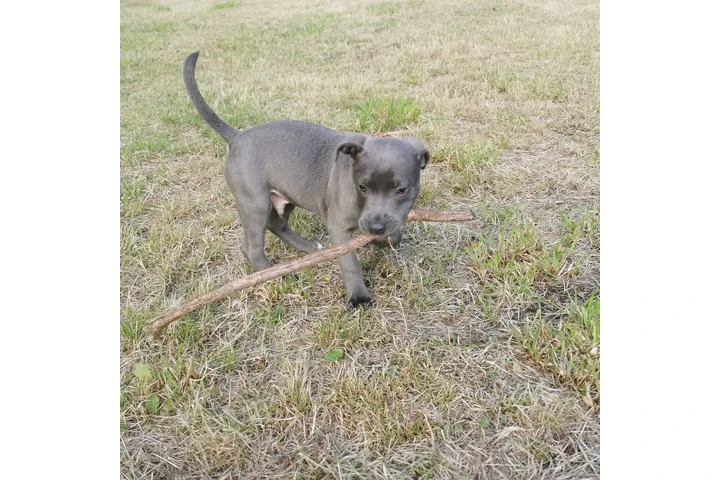 $350 : pitbull en venta image 2
