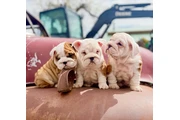 Cute English Bulldog Puppies en Los Angeles
