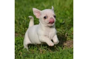 BeautifHeul Chihuahua puppies en Los Angeles