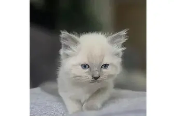 $477 : Beautiful blue point ragdolls image 3