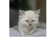 $477 : Beautiful blue point ragdolls thumbnail